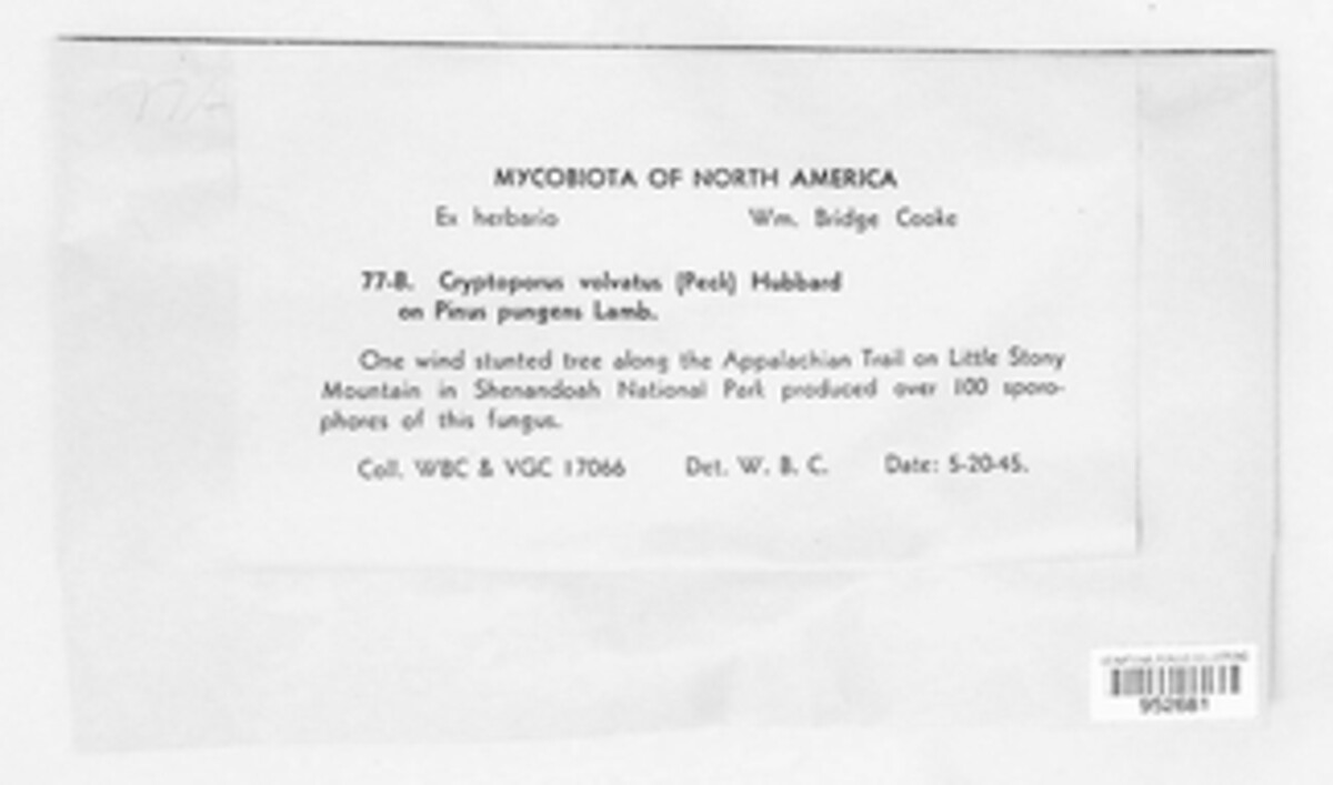 Cryptoporus volvatus image